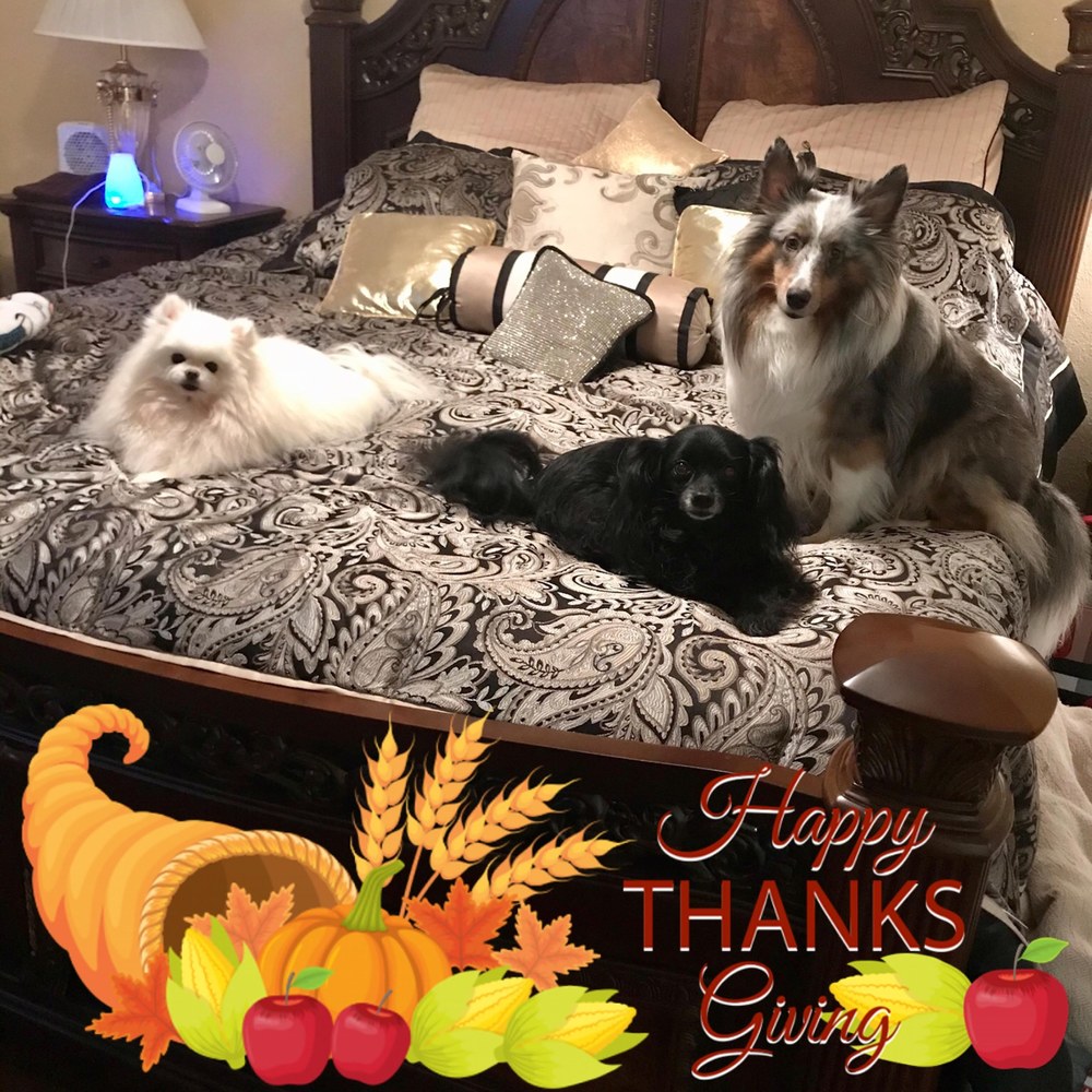 Meet your Posher, Joy